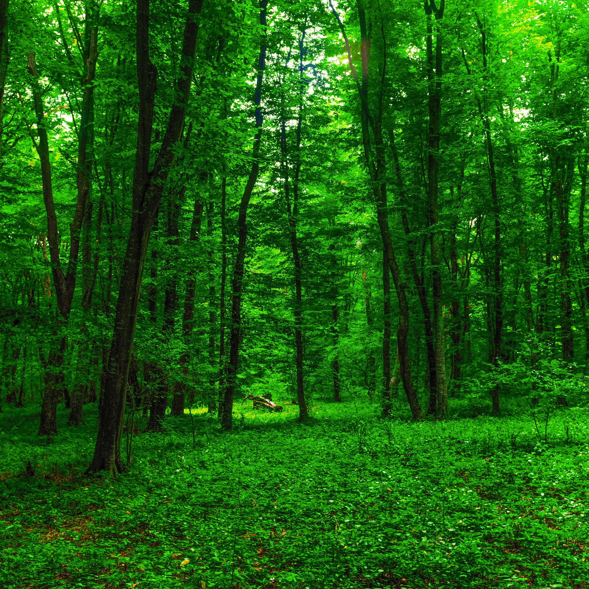 bosque tropical relajante